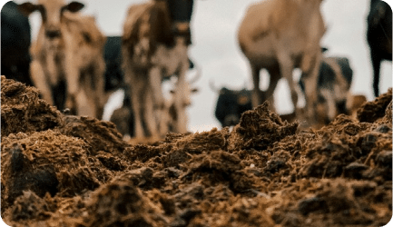 A herd of cows grazing in a pasture, with a close-up view of the ground in the foreground.