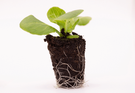 Hydropeat Growing Substrate with a small plant sprout