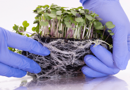 Innovative Microgreens Growing Mat made from biodegradable biomaterials