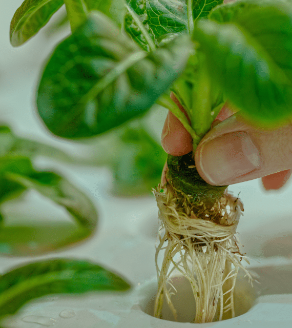 Close-up of plant roots being held by a hand in a biogel system.