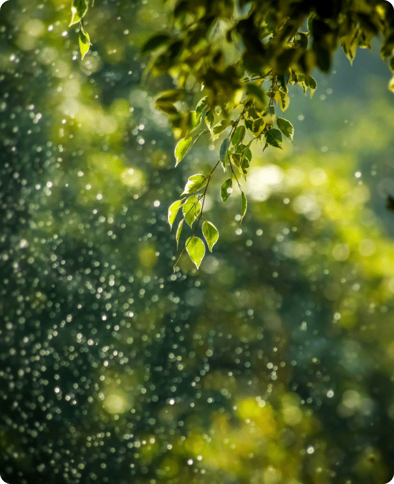 Raindrops falling on green leaves with a blurred natural background, showcasing the beauty of nature during rain.